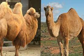 A pesar de que ambos son domesticables, el dromedario es más temperamental y son conocidos por sus reacciones agresivas en algunas ocasiones en. Diferencias Entre Camello Y Dromedario Curiosfera Animales
