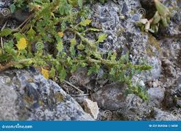 Image result for Dysphania pumilio