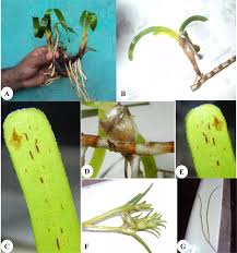 Image result for Thalassia hemprichii