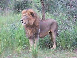 Congo Lion Lion Panthera Leo Panthera