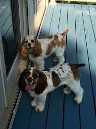Pin On American Cocker Spaniel