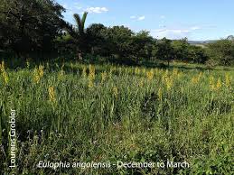 Image result for Eulophia angolensis