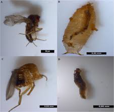 Whether you're dealing with pests in the garden or inside the home, the best pesticide can come in to 12.1 are all insecticides/pesticides good for food prep areas? Transgenerational Effects From Single Larval Exposure To Azadirachtin On Life History And Behavior Traits Of Drosophila Melanogaster Scientific Reports