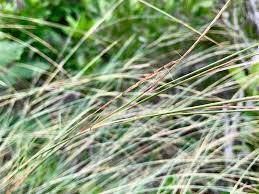 Image result for Schizachyrium sanguineum