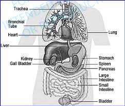 Image result for internal organs