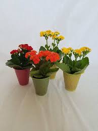 But a pot also offers limitations. Best Indoor Flowering Plants For A Pretty Fresh House