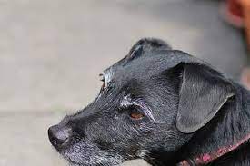 Why Is My Dog S Muzzle Hair Turning Gray Hill S Pet