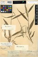 Image result for Setaria barbata