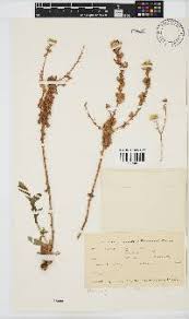 Image result for Helichrysum ellipticifolium