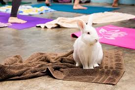 We treat each and every patient as our own family. 5 Places To Get Your Furry Fix Guides Sandiegomagazine Com