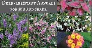 Shade flowers deer won't eat. Deer Resistant Annuals Colorful Choices For Sun And Shade
