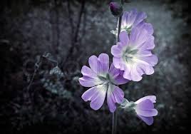 Check spelling or type a new query. Wild Flowers In The Forest Stock Image Colourbox
