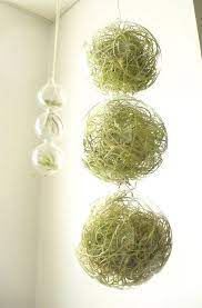 Spanish moss aka usneoides are easy and portable to display. 24 Spanish Moss Ideas Spanish Moss Air Plants Tillandsia