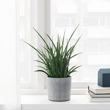 Boysenbar In Outdoor Light Grey Plant Pot 12 Cm Ikea Indoor Plant Pots Outdoor Lighting Potted Plants