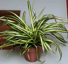 Tanaman ini, jika ditanam dalam ruangan dapat sebagai pembersih udara karena tubuhan ini mampu menyerap racun seperti formaldehida, karbon demikian artikel pembahasan tentang12 tanaman hias pembersih udara dalam ruangan, semoga bermanfaat dan jangan lupa ikuti postingan kami. Tanaman Pembersih Udara Dalam Ruangan Dinas Lingkungan Hidup Kabupaten Grobogan
