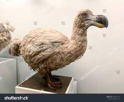 In total, then, more than 80 percent of these birds have a grave and uncertain future. Stuffed Dodo Bird An Extinct Flightless Bird From Mauritius East Of Madagascar In The Indian Ocean Ad Affiliate Extinct Flig Flightless Bird Dodo Bird