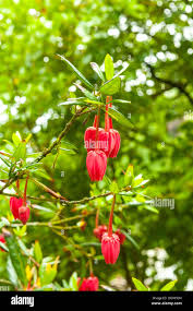 Devon flora hi-res stock photography and images