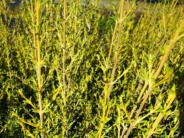 Image result for Oleandra distenta