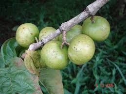 Image result for Vangueria esculenta