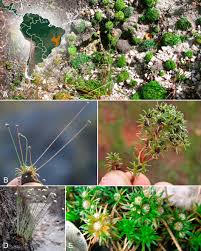 Image result for Syngonanthus longibracteatus