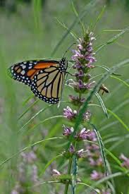 Image result for Leonurus japonicus