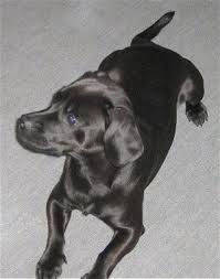 There was, also, a little german community nearby that held a community weiner dog race every month. Daug Dog Breed Information And Pictures