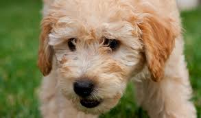 These may include von willebrand's disease, patellar luxation and progressive retinal atrophy to name a few. Goldendoodle Breed Information