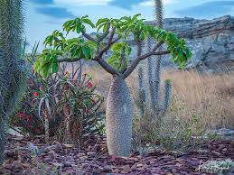Image result for Pachycarpus eximius