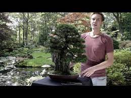Care Guide For The Juniper Bonsai Tree Juniperus Bonsai Empire Juniper Bonsai Bonsai Bonsai Techniques