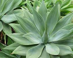 How to care for your christmas cactus. How To Grow Agave