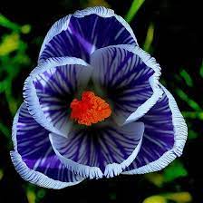 Check spelling or type a new query. 50 Most Beautiful Flowers In The World