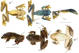 Image result for Strabomantis anatipes