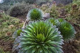 Image result for Deinbollia kilimandscharica