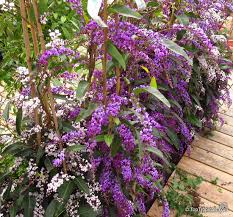 Image result for Hardenbergia