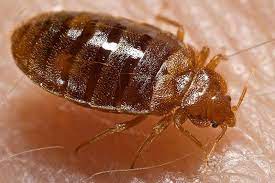 Check spelling or type a new query. Bedbugs Facts Bites And Infestation Live Science