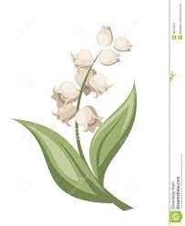 lily of the valley flower vector illustration lily of the valley flowers lily of the valley wedding flowers illustration
