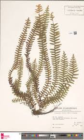 Image result for Terpsichore cultrata