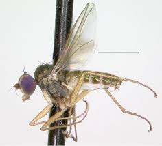 Image result for Dolichos junodii