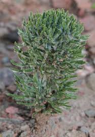 Image result for Eriospermum seineri