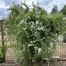 Image result for Barleria macrostegia