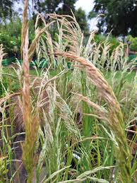 Image result for Agrostis epigejos