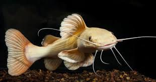 Black And White Striped Catfish Aquarium Pin On Fish Stuff