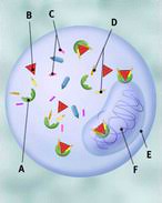 Learn more about the connection between weight loss and hair loss and how you can prevent your hair from thinning as you're losing weight. Tamoxifen Uses Side Effects And More