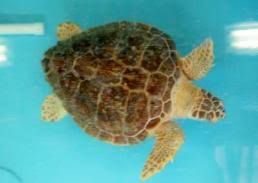 Georgia Sea Turtle Center Jekyll Island Georgia