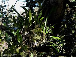 Image result for Jumellea usambarensis