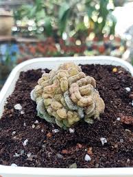 It blooms in the winter and early spring. Mammillaria Compressa Cv Yokan Sweetie Succulents Facebook