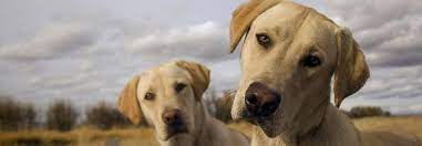We did not find results for: Labs 2 Love Inc A Northern California Labrador Rescuelabs 2 Love Rescue Save A Life Adopt A Labrador