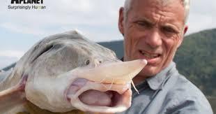 Shortnose sturgeon live in rivers and coastal waters from canada to florida. Kaluga Sturgeon River Monsters Wiki Fandom