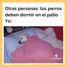 Y Mas Cuando Hace Frio Dale Like Y Comparte Si Tienes Un Peludo Consentido Memes Divertidos Perros Divertido