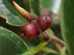 Image result for Ficus muelleriana